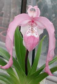 Beautiful flowers rare orchid hot girls wallpaper. Orchid Orchid Flower Beautiful Orchids Unusual Flowers