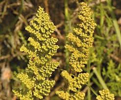 Image result for Mohria