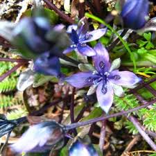 Image result for Swertia eminii