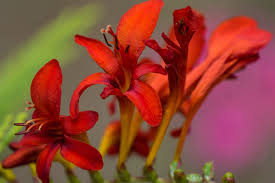 Des Teufels Blume The Devils Flower Flowers Crocosmia Plants