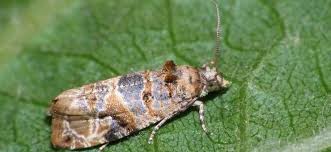 Image result for Lobesia botrana grapevine