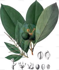 Image result for Cephalocroton mollis