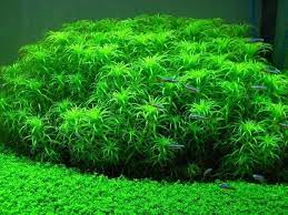 Lobelia Cardinalis Aquarium Carpet Planted Aquarium Live Aquarium Plants Aquatic Plants
