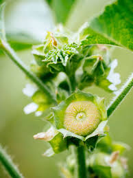 But what exactly are they, and how are they made? Mallow Weed The Wild Edible That S Also A Love Potion