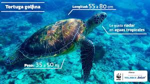 Resultado de imagen para tortuga GOLFINA