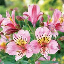 The Best Flowers To Get Bees Butterflies Other Pollinators Pollinating Preannual Flowers Perennial Plants Flowers Perennials