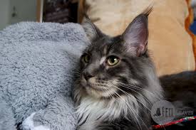 Otto ist könig, deswegen baue ich ihm eine begehbare katzentoilette im eigenen schrank. Maine Coon Katzentoilette Das Passende Katzenklo Und Das Richtige Management Fellgiganten
