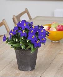 Image result for Exacum