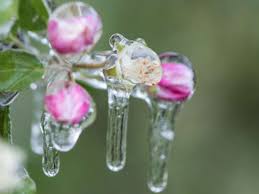 Dezember, januar und februar sind die wintermonate, der frühling umfasst. Wetter Fruhling Prognose 2021 Fur Deutschland Winter Schock Dauert Noch Ganz Lange An Welt