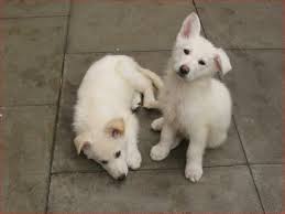 Join millions of people using oodle to find puppies for adoption, dog and puppy listings, and other pets adoption. White German Shepherd Puppies For Sale Uk Pets Lovers
