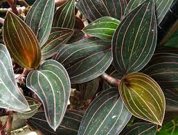 Check spelling or type a new query. How To Grow Ludisia Discolor The Beautiful Jewel Orchid