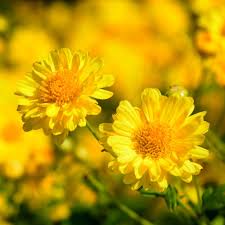 Image result for Chrysanthellum indicum