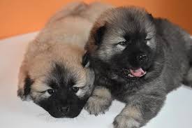 Das thema dieses fotos ist hunde, süße tiere, tiere. Hund Welpen Hunde Welpe Suss Tiere Portrat Des Hundes Eurasier Eurasisch Eurasier Pikist