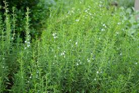 Image result for Satureja