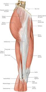 A regional study of human structure. Functional Anatomy Of The Lower Limb Anatomy An Essential Textbook 1st Ed Human Muscle Anatomy Human Body Anatomy Muscle Anatomy