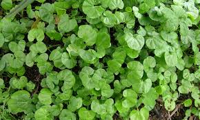 Image result for Dichondra