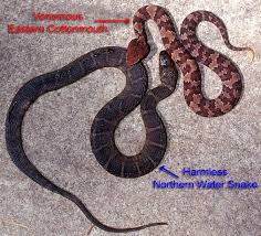 Cottonmouths And Similar Looking Harmless Species