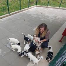 It is called haven of the heart. About Us Animal Rescue Bosnia