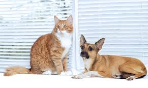 Eastpoint pet clinic is located in tucson city of arizona state. Jackson Veterinary Services Veterinarian Sierra Vista Az