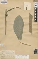 Image result for Hypselodelphys