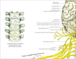 Spinal Nerves And Subluxations Poster 24 X 36