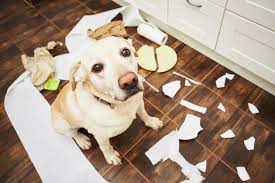 5 Best Dog Proof Trash Cans Keeping Your Dog Out Of Garbage