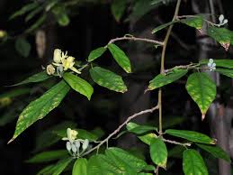 Image result for Glyphaea