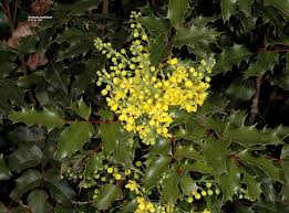 Image result for Berberis