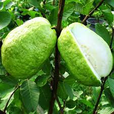 Guava Thai Giant Buy Plants Online Pakistan Online Nursery