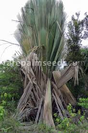 Image result for Haplocoelum foliolosum