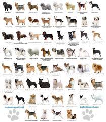 Weratedogs Dog Rates Small Dog Breeds Chart Dog Breeds Chart Best Dog Breeds