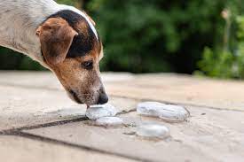 Can You Give Your Dogs Ice Cubes