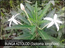 Sebab kitolod mengandung lobelin dan isotonim. Manfaat Tanaman Dan Bunga Kitolod Atau Korejat Isotoma Longiflora