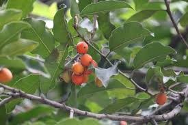 Image result for Diospyros mafiensis