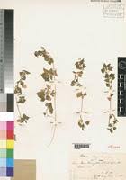 Image result for Stellaria sennii