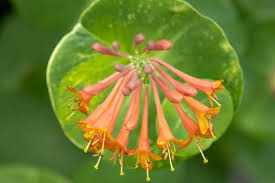 Image result for Lellingeria oosora