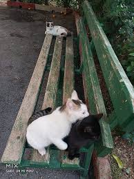 8 Geleneksel Ucretsiz Kedi Evi Dagitimi 9 Teknoseyir