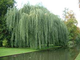 (this is the template you should follow when beginning entries in the plant encyclopedia. Jarvselja Oppe Ja Katsemetskond Salix Alba Hobepaju Tristis Weeping Willow Tree Salix Weeping Willow
