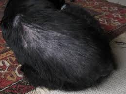 Took him to the vet 2 weekends ago. Pin On Dogs And Puppy