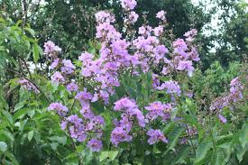 Image result for Buchnera speciosa