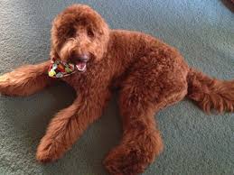 These hybrid dogs are fortunate to have good health and growth that is seen in the offspring when two unrelated breeds Red F1b Goldendoodle Moss Creek Goldendoodle Red Goldendoodle Goldendoodle Full Grown