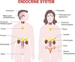 Endocrine System Human Anatomy Man And Woman Silhouette With Endocrine System Endocrine Endocrine System Nursing