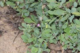 Image result for Emilia hockii