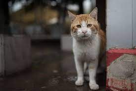 So Much Love To Give How Communities Can Help Feral Cats And Strays Cat Care Of Vinings Cat Care Of Vinings