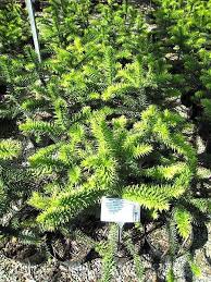 We will not accept phone calls, or emails for anything related to these seeds. Araucaria Araucana Buy Monkey Puzzle Trees Architectural Plants