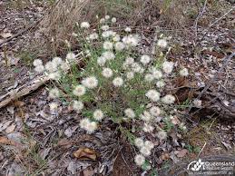 Image result for Grewia sulcata