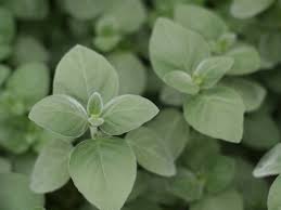 Image result for Dicliptera sericea