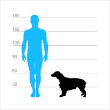 Image result for Malý münsterlandský ohař