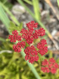 Image result for Crassula alba