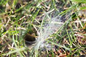 The Most Common Types Of Spiders In Texas The Bug Master